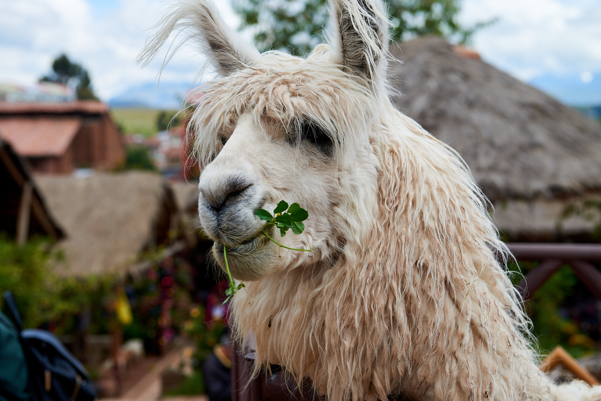 20200307 501 [페루] 신세로